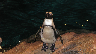 What would a Random House/Penguin merger mean for science fiction and fantasy?